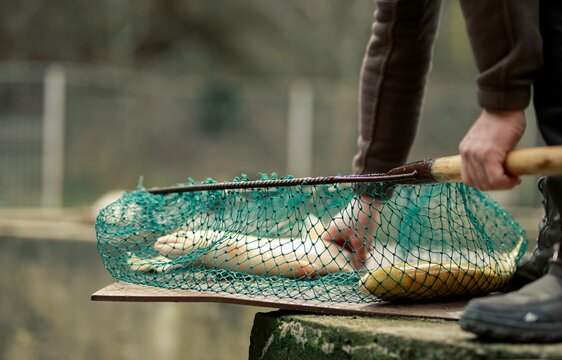 Fishing process involving a person removing trout from a fishing net in a Romanian natural setting, highlighting local cuisine preparation steps and regional ecosystem details
