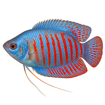 Blue and red striped gourami fish with long fins illustration