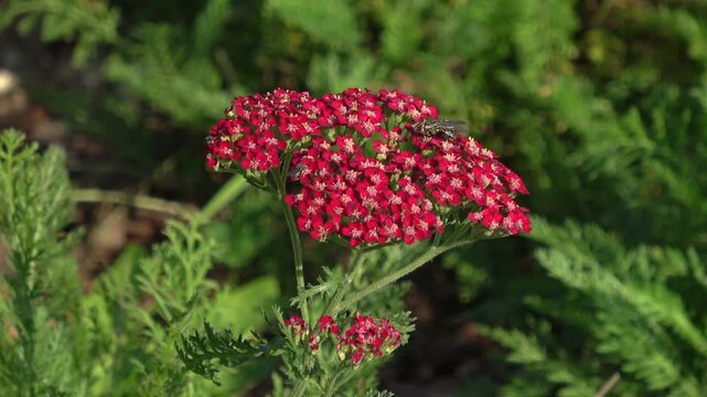 Close-up of vibrant red yarrow flowers