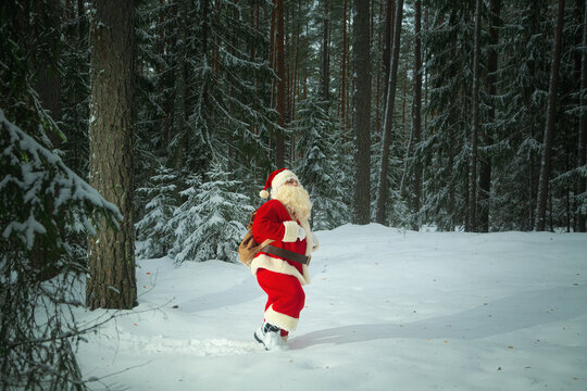 An authentic Santa Claus walks through a twilight winter snowy forest.