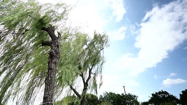 風になびく爽やかな柳の木