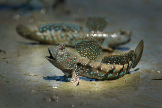 Mudskipper Displaying Colorful Dorsal Fins on Mudflat