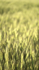 Fototapeta premium Green-golden wheat spikes swaying on an agricultural farm, nature crop and food production scene.