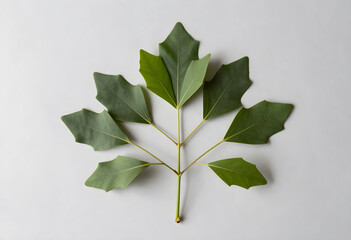 Fototapeta premium Sustainability and nature conservation, green leaf with unique shape for organic branding and eco friendly design isolated on a neutral gray background