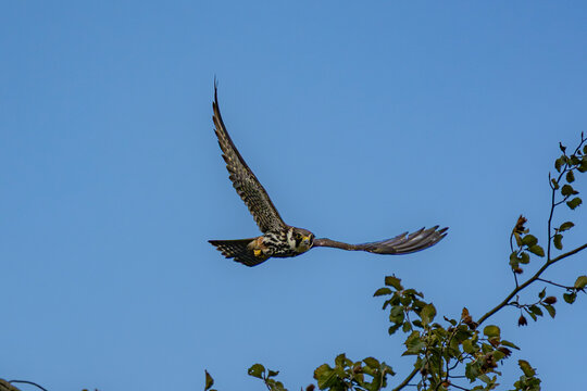 Eurasian hobby falcon flying low over a tree branch in clear blue sky