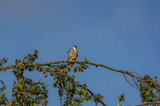 Eurasian hobby falcon perched on a tree branch looking away