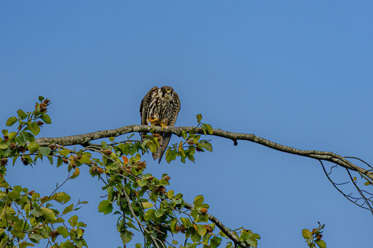Eurasian hobby falcon perched on a branch looking forward