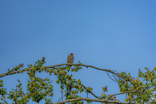 Eurasian hobby perched on a tree branch against a clear blue sky