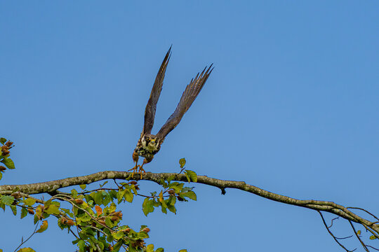 Eurasian hobby taking off from a tree branch into the blue sky