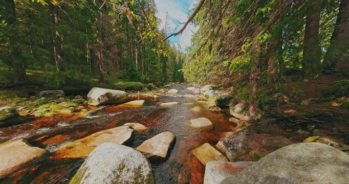 Static shot of a peaceful forest creek flowing between large granite rocks and conifer trees, with warm natural colors, mossy stones and authentic sounds of running water.