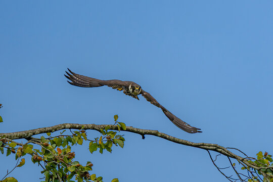 Eurasian hobby falcon flying low over a tree branch in clear blue sky