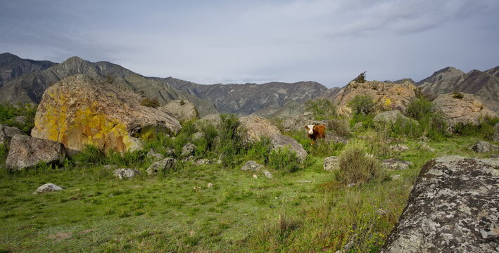 Russia. Western Siberia, the Altai Mountains. Cows that have strayed from the herd are wandering across the green pasture among huge rock fragments not far from the village of Inya.