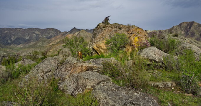 Russia. Western Siberia, the Altai Mountains. Cows that have strayed from the herd are wandering across the green pasture among huge rock fragments not far from the village of Inya.
