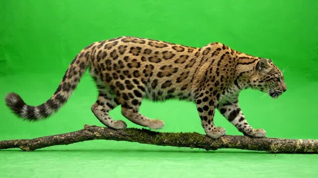 Clouded Leopard Carefully Walking Along Invisible Mossy Branch With Realistic Feline Movement Wildlife
