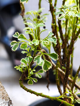 Close-up of Ming Aralia (Polyscias Fruticosa) plant with lush green leaves in indoor sunlight.