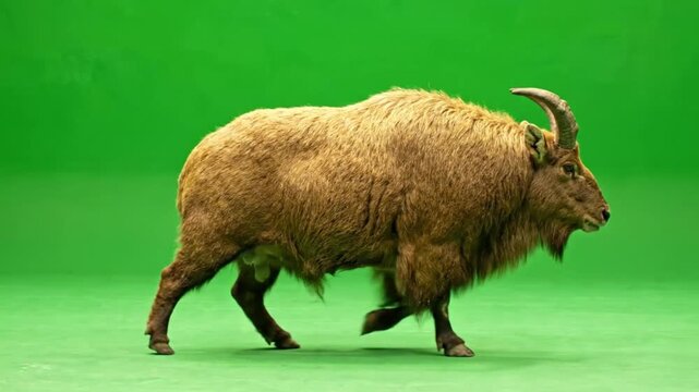 Golden-Coated Takin Plodding Forward With Slow Powerful Gait and Heavy Body Motion Wildlife