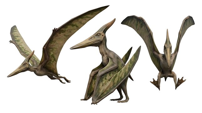 Pterodactyl Dinosaurs Set in Various Flying and Standing Poses