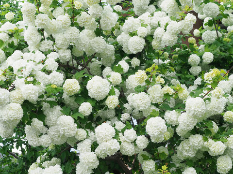 White flowers of European Snowball Viburnum (Viburnum opulus 'Roseum') shrub in bloom