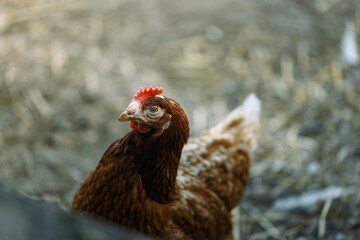 Hens in open-air run with access to natural vegetation at European Union certified free-range farm ensuring quality egg production for customers © Damian