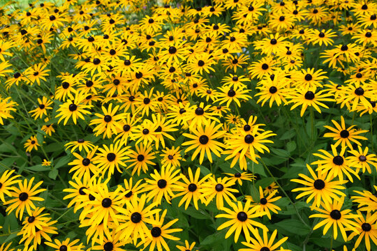verde &aacute;rvore natureza ar livre flores amarelas
