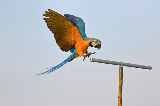 A beautiful blue and gold macaw parrot landing at a parrot stand.