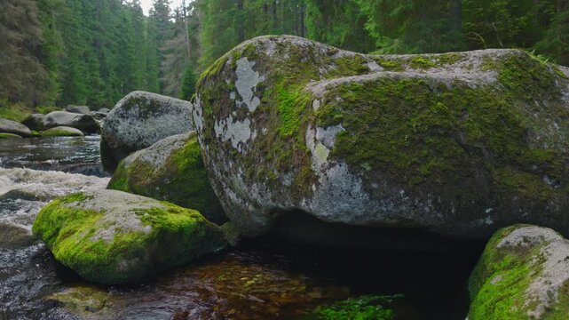 Sideways panning shot along a clear mountain river flowing through dense green forest, revealing moss-covered rocks, rushing water and immersive natural ambience in pristine wilderness.