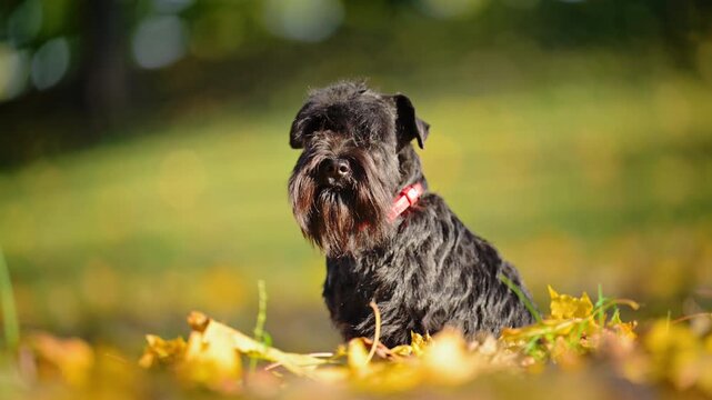 Miniature Schnauzer turns its head toward the camera and looks around while sitting among autumn leaves.