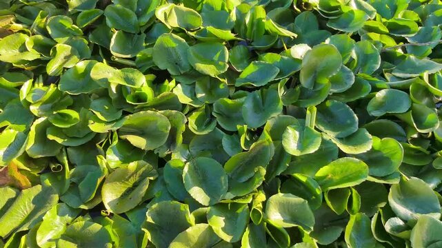Invasi&oacute;n del camalote nenufar mexicano en el r&iacute;o Guadiana a su paso por Badajoz