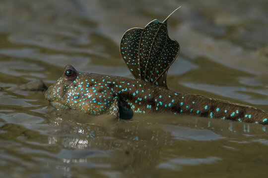 Mudskipper Displaying Colorful Dorsal Fin on Mudflat