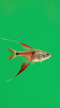 A sleek swordtail fish with an elongated lower fin shimmering in red hues, swimming, isolated on a solid green background