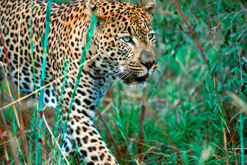 Leopard walking in grasses © outdoorsman