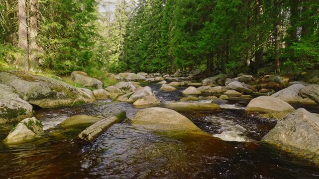 Forward tracking shot over a clear mountain river flowing through a dense green forest, capturing mossy rocks, rushing water and immersive natural ambience in pure pristine wilderness.