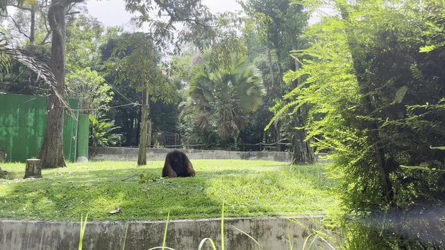 A Large Sun Bear Resting Peacefully Within a Lush Forest Zoo Habitat