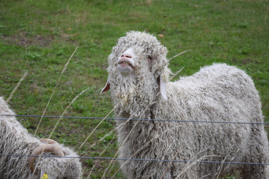 Long-Haired Angora Goat Raising Its Head Behind a Fence