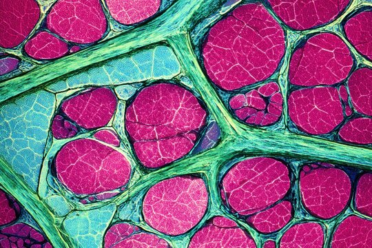 Cells from a plant sample are visible under a microscope with clear outlines and vibrant colors. Different sizes and shapes are noticeable