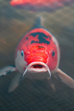 Koi