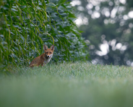 Fuchs im Mais