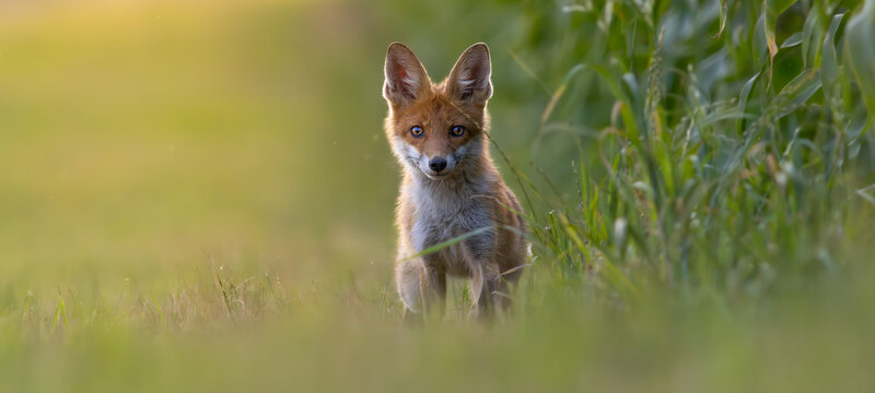 Fuchs Jungfuchs