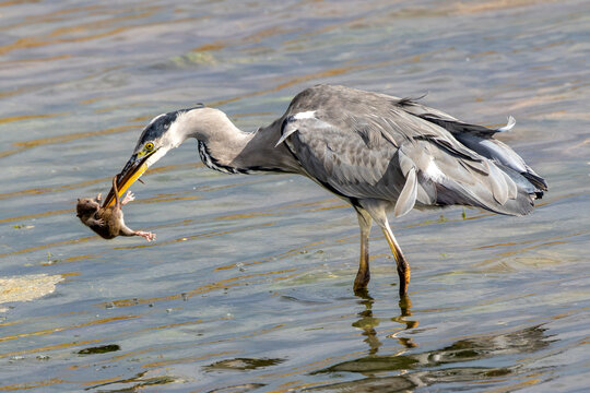 Adult Grey Heron with a Rat