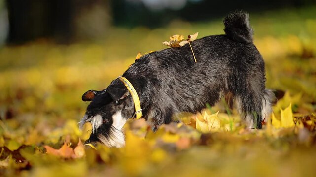 Miniature Schnauzer with autumn leaves resting on its back sniffs the ground and explores a carpet of fallen leaves.