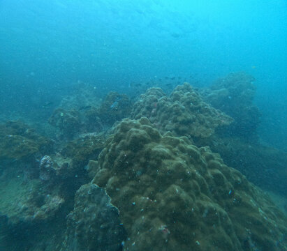 scuba diver and coral reef