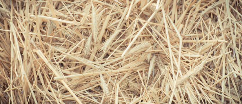 Bales of hay or straw. Background or wallpaper texture