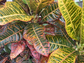 Colorful croton plant leaves with vibrant green, yellow, and red veins creating an intricate and striking pattern. © Mini Jo