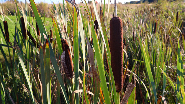 Cattail plants thriving with tall green leaves and distinctive brown heads in a sunny outdoor field, representing natural wetland ecosystems and plant growth
