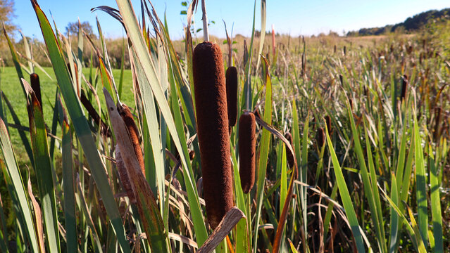 Tall brown cattails and green reeds pack a sunny wetland field, forming a dense, tranquil marsh habitat that evokes wild growth, summer light, and natural serenity