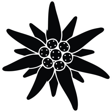 Edelweiss flower vector silhouette illustration for alpine nature floral graphic resources.