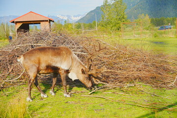 reindeer (scientific name: Rangifer tarandus), which is also widely known as a caribou in North America taken in  Alaska Wild animal conservation center © Feng