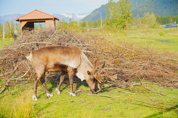 reindeer (scientific name: Rangifer tarandus), which is also widely known as a caribou in North America taken in  Alaska Wild animal conservation center © Feng