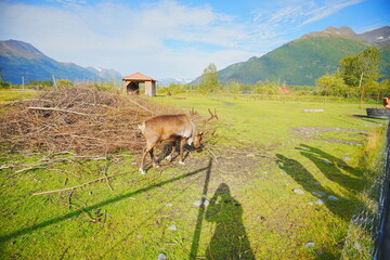 reindeer (scientific name: Rangifer tarandus), which is also widely known as a caribou in North America taken in  Alaska Wild animal conservation center © Feng