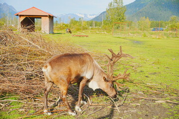 reindeer (scientific name: Rangifer tarandus), which is also widely known as a caribou in North America taken in  Alaska Wild animal conservation center © Feng